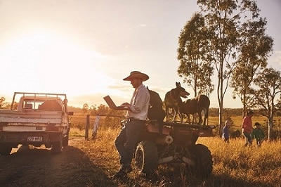 Coffey cattle