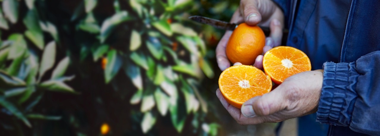 oranges-farming-DigBan-2500x900.jpg
